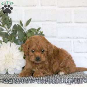 Archie, Mini Goldendoodle Puppy