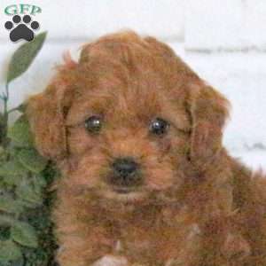 Archie, Mini Goldendoodle Puppy