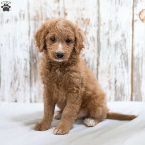 Archie, Mini Goldendoodle Puppy
