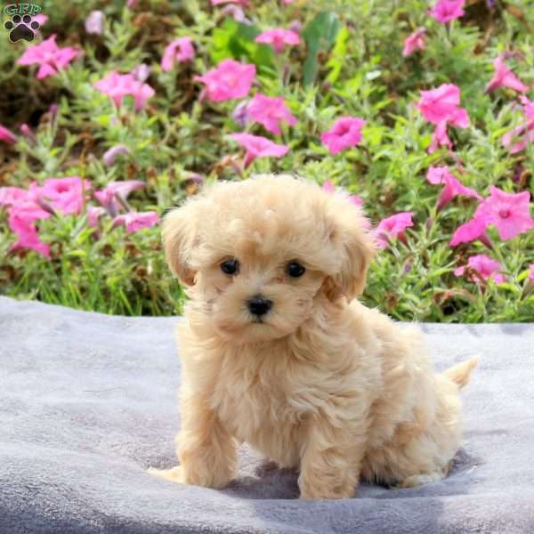 Arden, Maltipoo Puppy