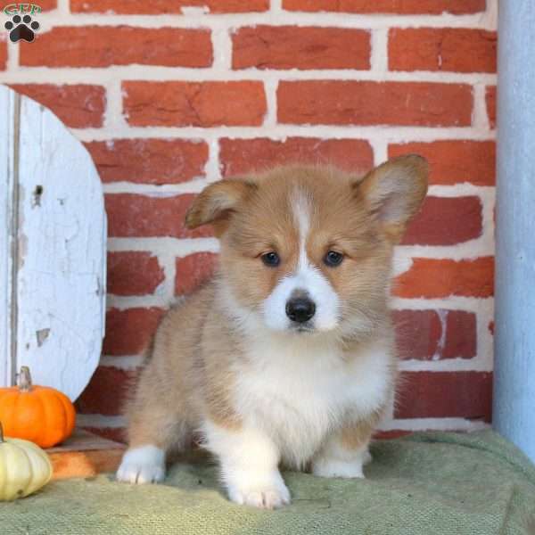 Aria, Pembroke Welsh Corgi Puppy