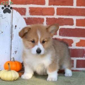 Aria, Pembroke Welsh Corgi Puppy