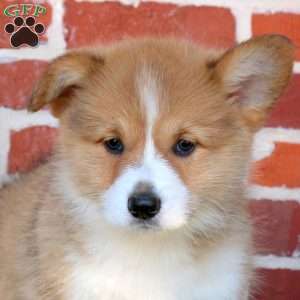 Aria, Pembroke Welsh Corgi Puppy