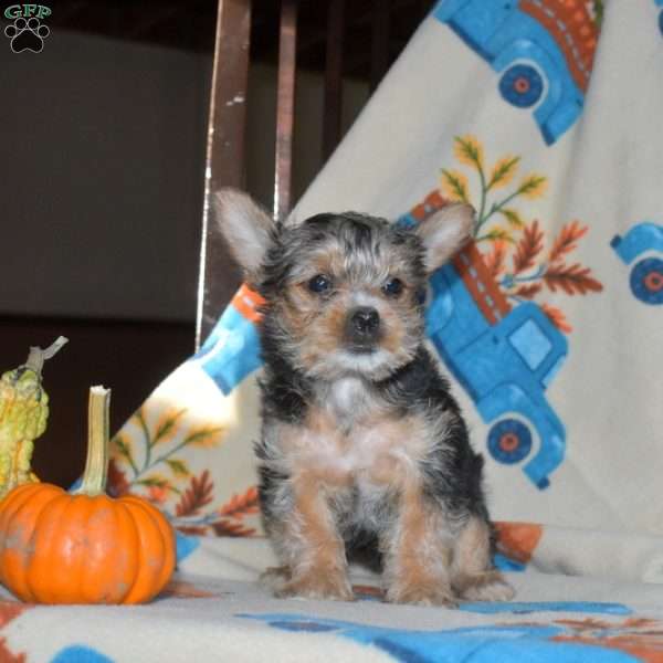 Ariel, Yorkie Puppy