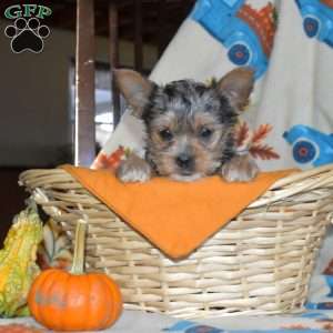 Ariel, Yorkie Puppy