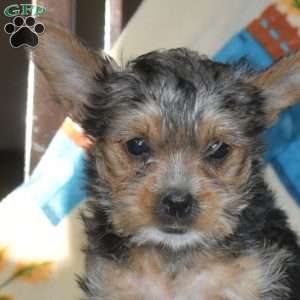 Ariel, Yorkie Puppy