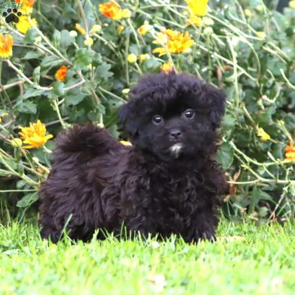 Arnie, Shih-Poo Puppy