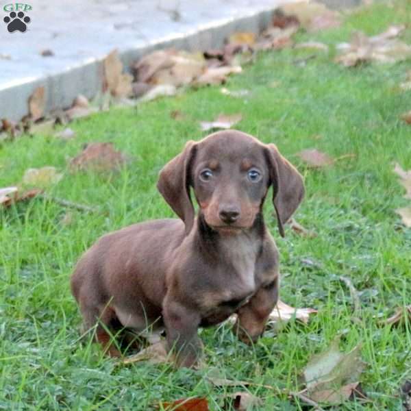 Arnold, Dachshund Puppy