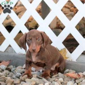 Arnold, Dachshund Puppy