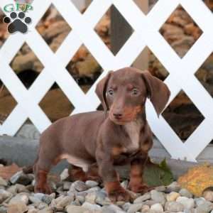 Arnold, Dachshund Puppy