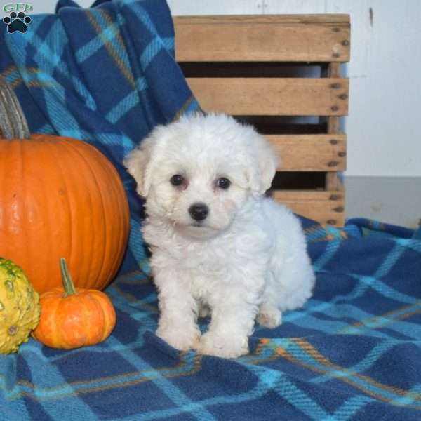 Arthur, Bichon Frise Puppy