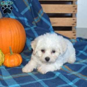 Arthur, Bichon Frise Puppy