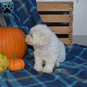 Arthur, Bichon Frise Puppy