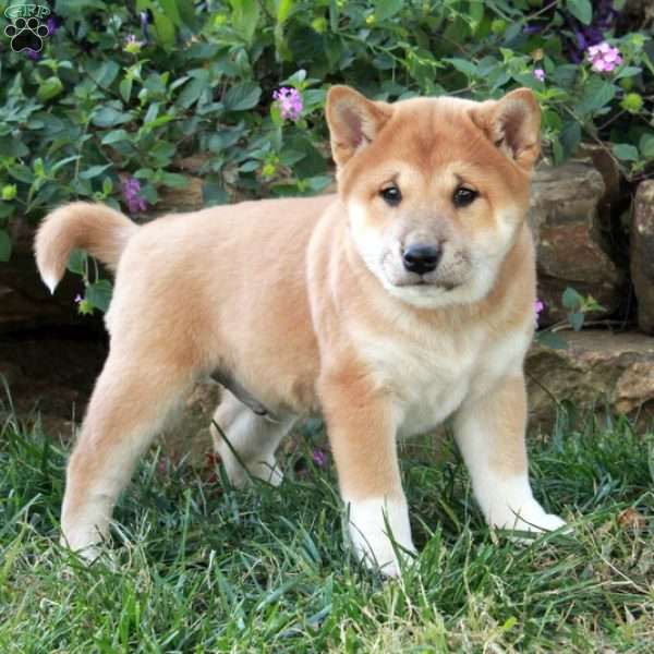 Artie, Shiba Inu Puppy