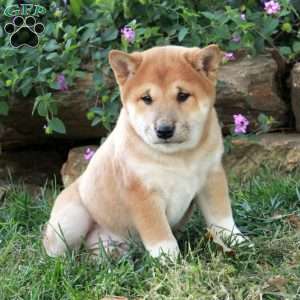 Artie, Shiba Inu Puppy