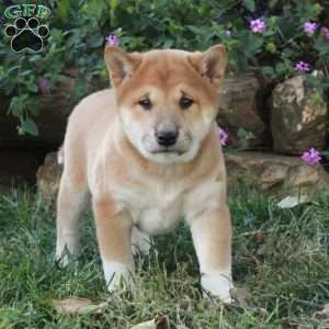 Artie, Shiba Inu Puppy