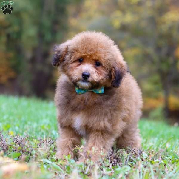 Asher, Havapoo Puppy