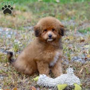 Asher, Havapoo Puppy