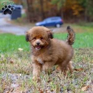 Asher, Havapoo Puppy