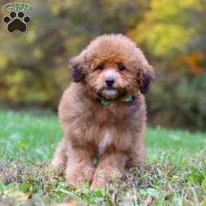 Asher, Havapoo Puppy