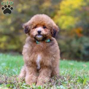 Asher, Havapoo Puppy