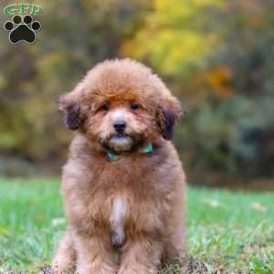 Asher, Havapoo Puppy