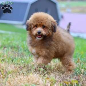 Asher, Havapoo Puppy