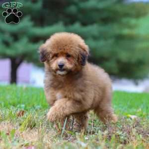 Asher, Havapoo Puppy