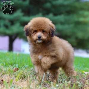 Asher, Havapoo Puppy