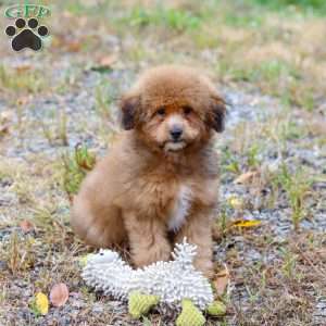 Asher, Havapoo Puppy