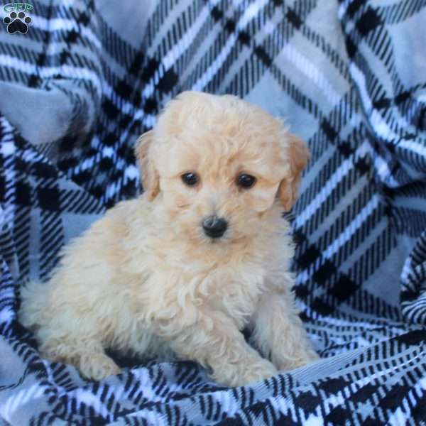 Asher, Bich-Poo Puppy