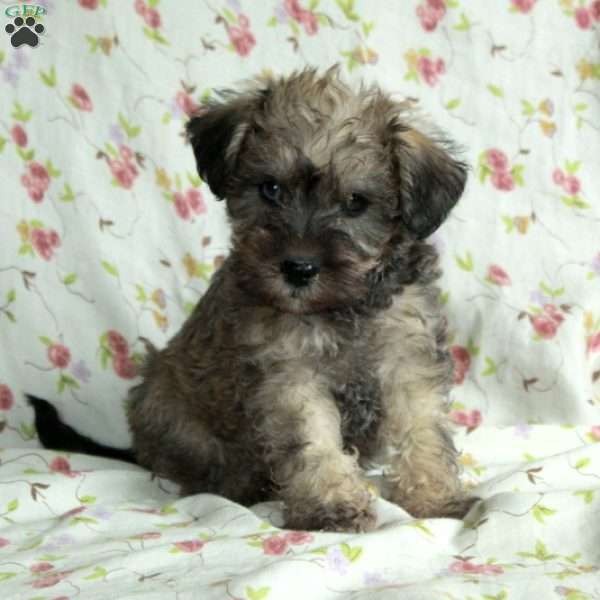 Asher, Schnoodle Puppy