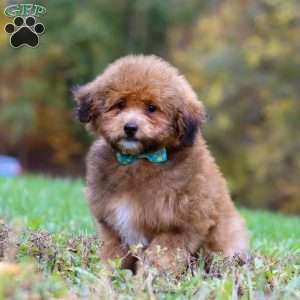 Asher, Havapoo Puppy