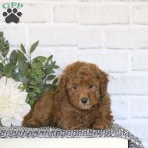 Aspen, Mini Goldendoodle Puppy