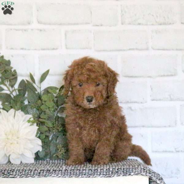 Aspen, Mini Goldendoodle Puppy