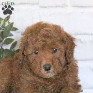 Aspen, Mini Goldendoodle Puppy