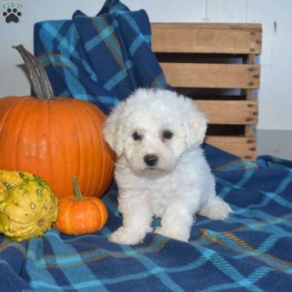 Aspen, Bichon Frise Puppy