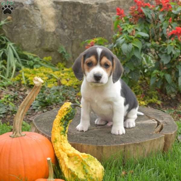Aspen, Beagle Puppy