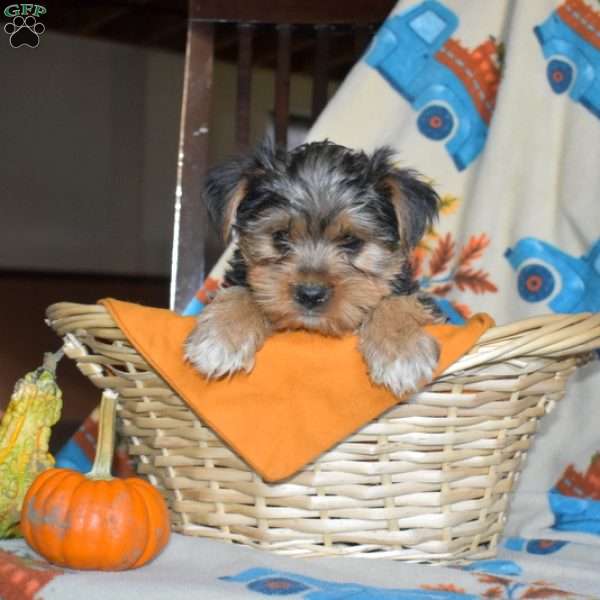 Aspen, Yorkie Puppy
