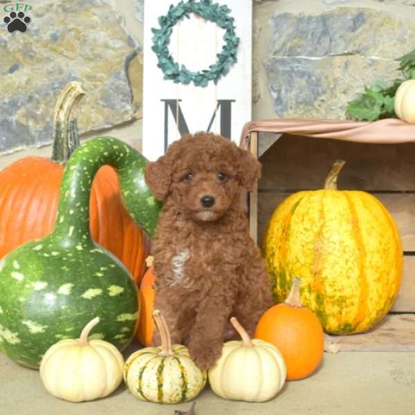 Aspen, Mini Goldendoodle Puppy