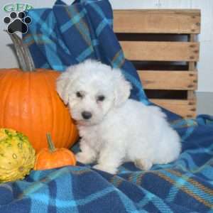 Aspen, Bichon Frise Puppy
