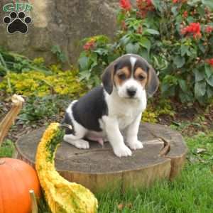 Aspen, Beagle Puppy