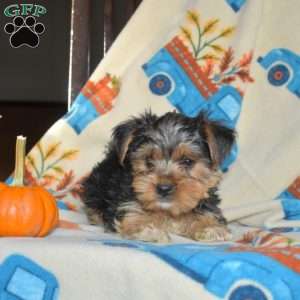 Aspen, Yorkie Puppy