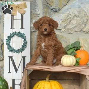 Aspen, Mini Goldendoodle Puppy