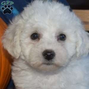 Aspen, Bichon Frise Puppy