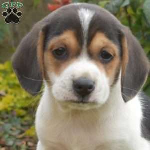 Aspen, Beagle Puppy
