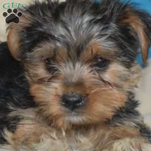 Aspen, Yorkie Puppy