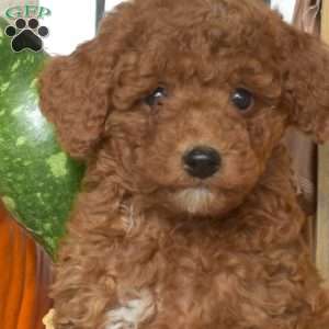 Aspen, Mini Goldendoodle Puppy
