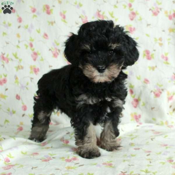 Astrid, Schnoodle Puppy