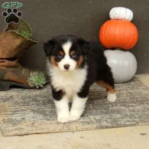 Athena, Miniature Australian Shepherd Puppy